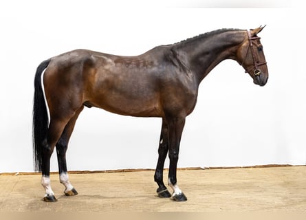 KWPN, Gelding, 6 years, 16.1 hh, Bay-Dark