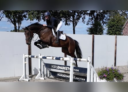 KWPN, Gelding, 6 years, 16.1 hh, Brown