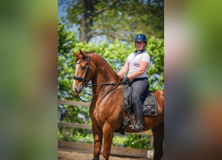 KWPN, Gelding, 6 years, 16,1 hh, Chestnut-Red