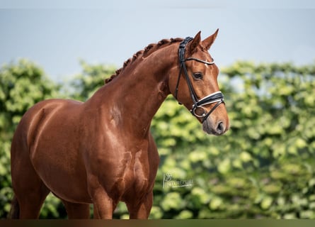 KWPN, Gelding, 6 years, 16,1 hh, Chestnut-Red