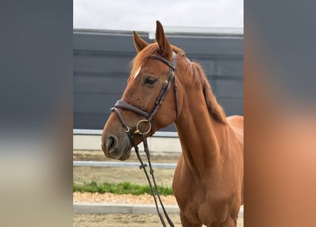 KWPN, Gelding, 6 years, 16,1 hh, Chestnut-Red