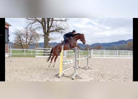 KWPN, Gelding, 6 years, 16,1 hh, Chestnut