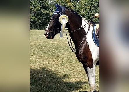 KWPN, Gelding, 6 years, 16.1 hh, Pinto