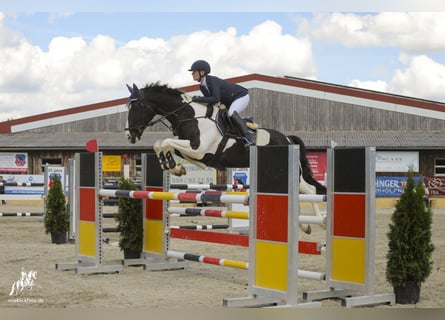 KWPN, Gelding, 6 years, 16,1 hh, Pinto