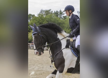 KWPN, Gelding, 6 years, 16,1 hh, Pinto