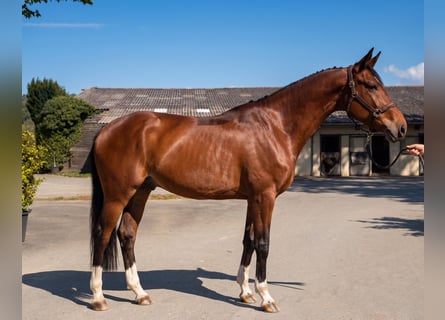KWPN, Gelding, 6 years, 16.2 hh, Bay-Dark