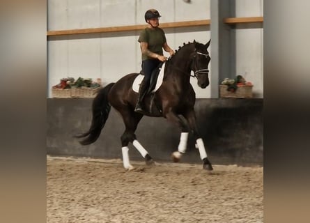 KWPN, Gelding, 6 years, 16.2 hh, Black