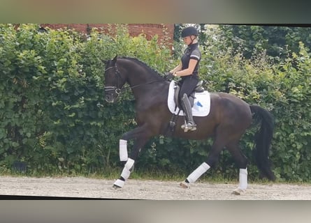 KWPN, Gelding, 6 years, 16,2 hh, Black