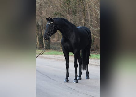 KWPN, Gelding, 6 years, 16,2 hh, Black