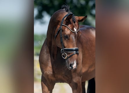 KWPN, Gelding, 6 years, 16,2 hh, Brown