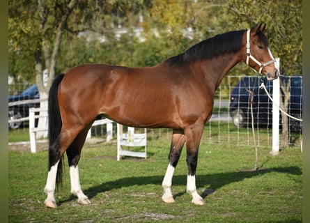 KWPN, Wallach, 6 Jahre, 16,2 hh, Brauner