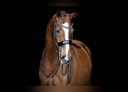 KWPN, Gelding, 6 years, 16,2 hh, Chestnut-Red