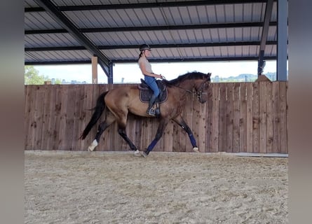 KWPN, Gelding, 6 years, 16,3 hh, Bay-Dark