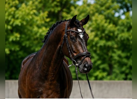 KWPN, Gelding, 6 years, 16.3 hh, Bay
