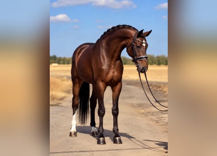 KWPN, Gelding, 6 years, 16.3 hh, Bay