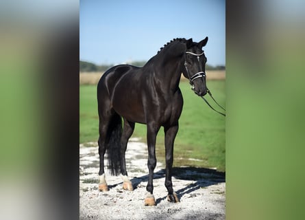 KWPN, Wallach, 6 Jahre, 16,3 hh, Rappe