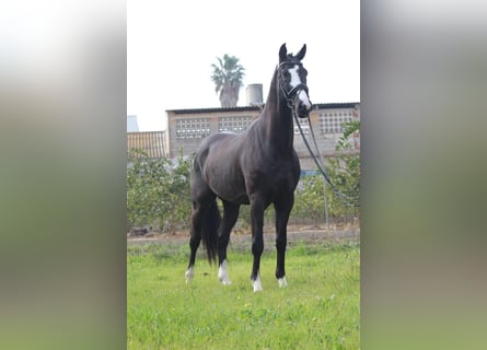 KWPN, Wallach, 6 Jahre, 16,3 hh, Rappe