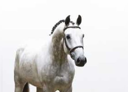 KWPN, Gelding, 6 years, 16,3 hh, Gray