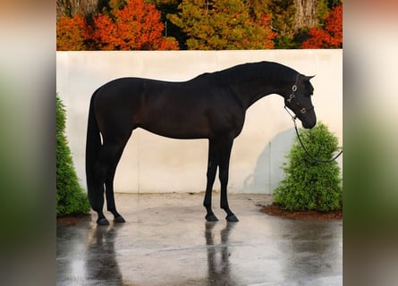 KWPN, Gelding, 6 years, 16.3 hh, Smoky-Black