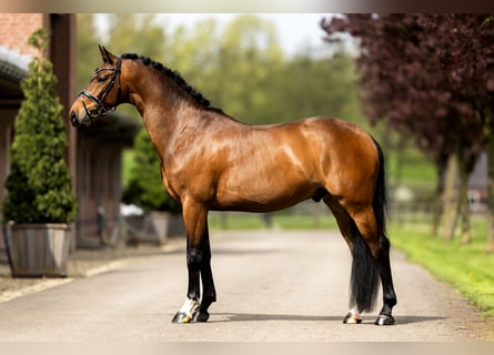 KWPN, Gelding, 6 years, 16 hh, Bay