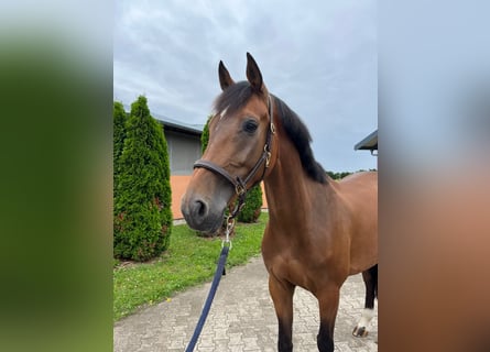 KWPN, Gelding, 6 years, 16 hh, Brown