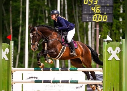 KWPN, Gelding, 6 years, 16,1 hh, Bay