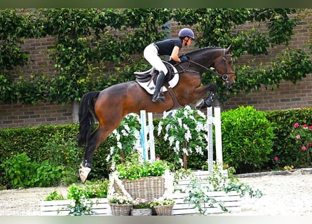 KWPN, Gelding, 6 years, 16,1 hh, Brown