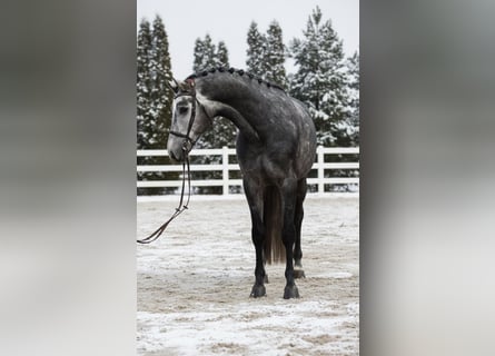 KWPN, Gelding, 6 years, 16,1 hh, Grey