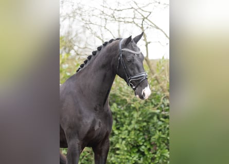 KWPN, Gelding, 6 years, 16,2 hh, Black