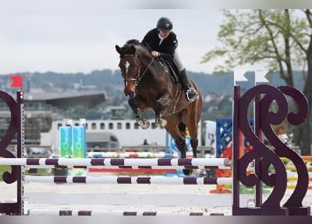 KWPN, Gelding, 6 years, 16,2 hh, Brown