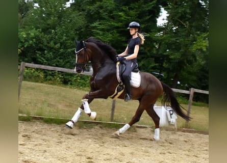 KWPN, Gelding, 6 years, 16,2 hh, Chestnut