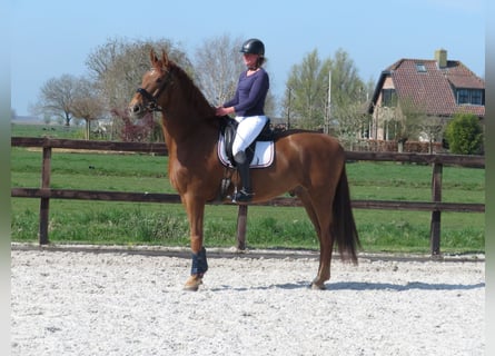 KWPN, Gelding, 6 years, 16,2 hh, Chestnut-Red