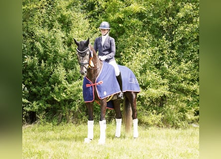 KWPN, Gelding, 6 years, 16,2 hh, Gray