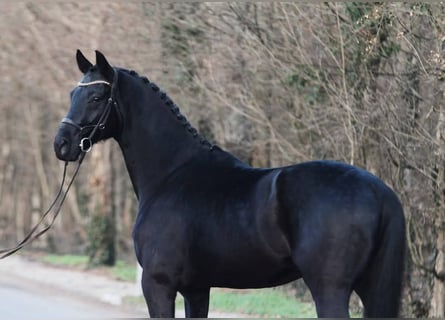 KWPN, Gelding, 6 years, 16,2 hh, Smoky-Black