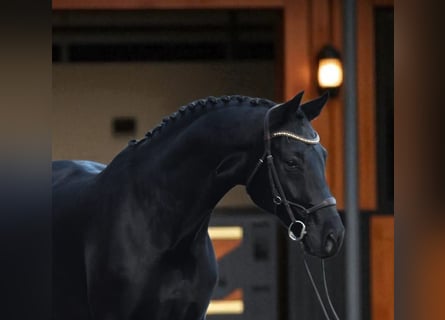 KWPN, Gelding, 6 years, 16,2 hh, Smoky-Black