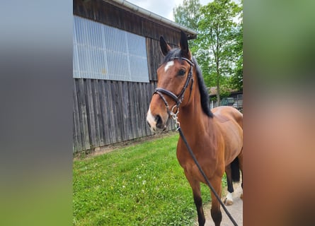 KWPN, Gelding, 6 years, 16,3 hh, Brown