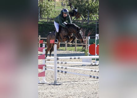 KWPN, Gelding, 6 years, 16,3 hh, Brown