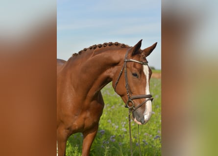 KWPN, Gelding, 6 years, 17.1 hh, Chestnut-Red