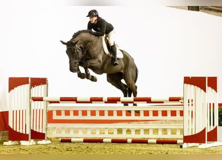 KWPN, Gelding, 6 years, 17,2 hh, Black