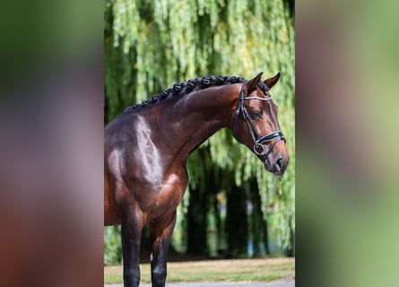 KWPN, Gelding, 6 years, 17 hh, Bay-Dark