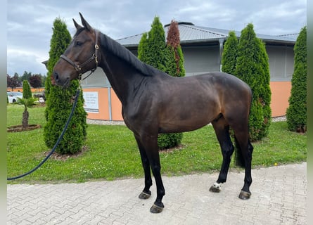 KWPN, Gelding, 6 years, 17 hh, Bay-Dark