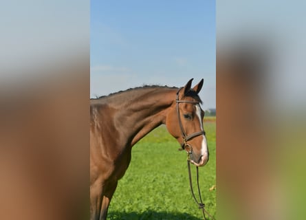 KWPN, Gelding, 6 years, 17 hh, Brown