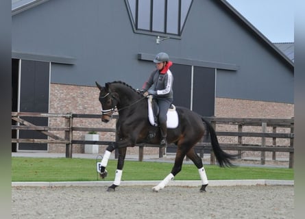 KWPN, Gelding, 6 years, 18 hh, Bay-Dark