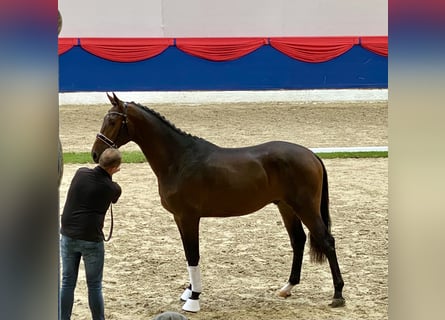 KWPN, Gelding, 6 years, 18,2 hh, Black