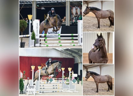 KWPN, Gelding, 6 years, Bay-Dark