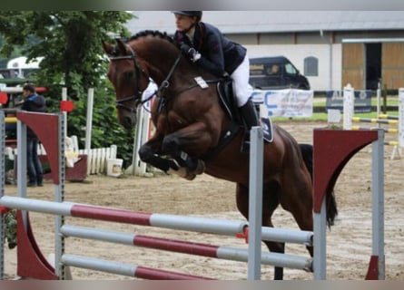 KWPN, Gelding, 6 years, Brown