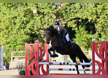 KWPN, Gelding, 6 years, Brown