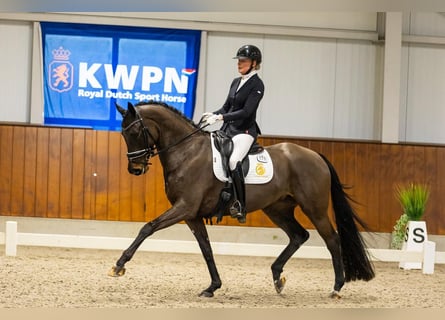 KWPN, Gelding, 6 years