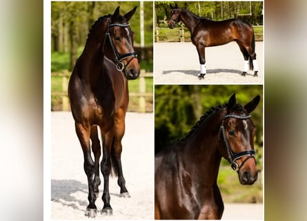 KWPN, Gelding, 6 years