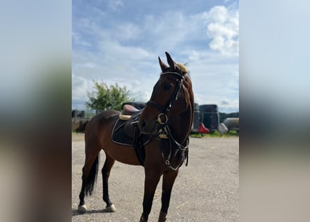 KWPN, Gelding, 7 years, 15,2 hh, Brown